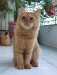 Traditional Persian Cat